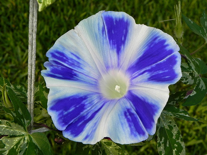 DSCN1350