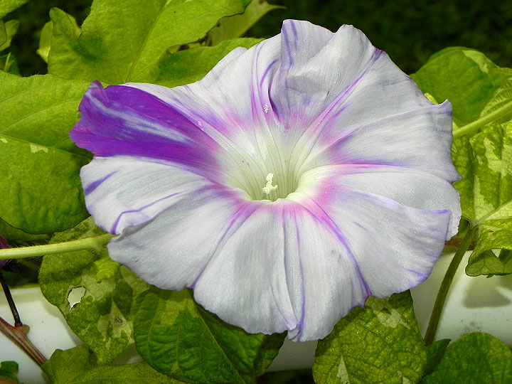 DSCN2401