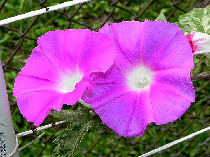 DSCN2476