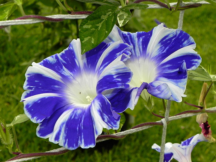 DSCN2634