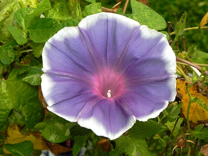 DSCN3194