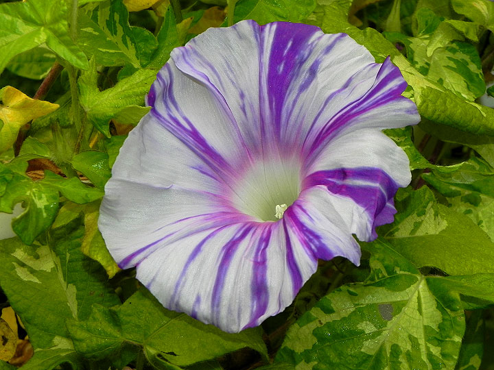 DSCN3196