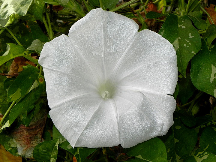 DSCN3203