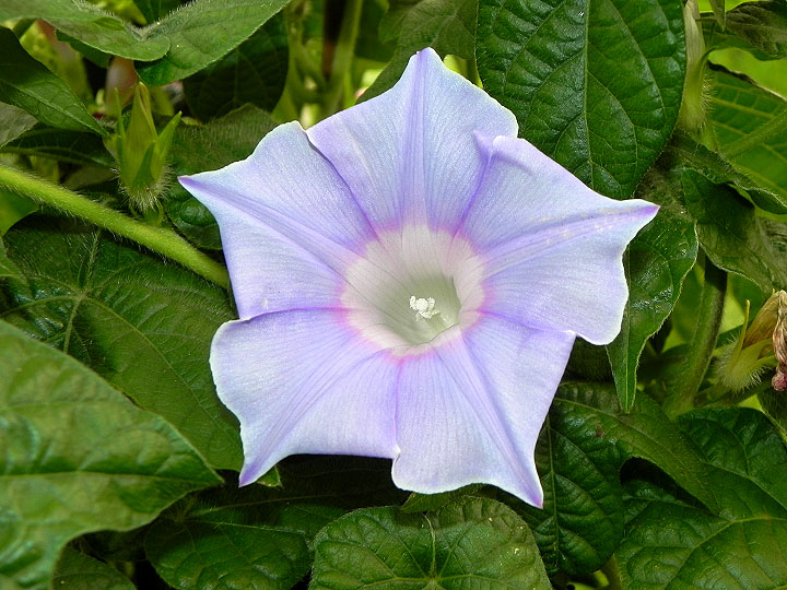 DSCN3451
