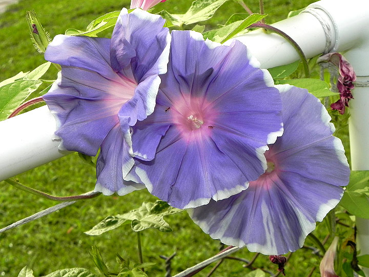 DSCN4420_01