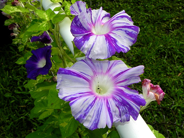 DSCN4429