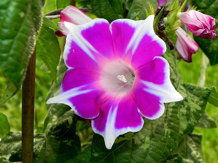 DSCN4488
