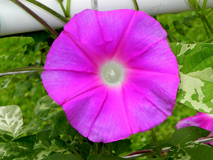 DSCN5142