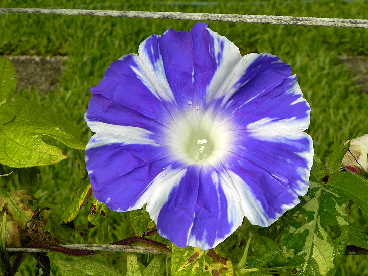 DSCN5243