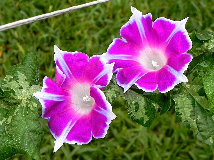 DSCN5559_01