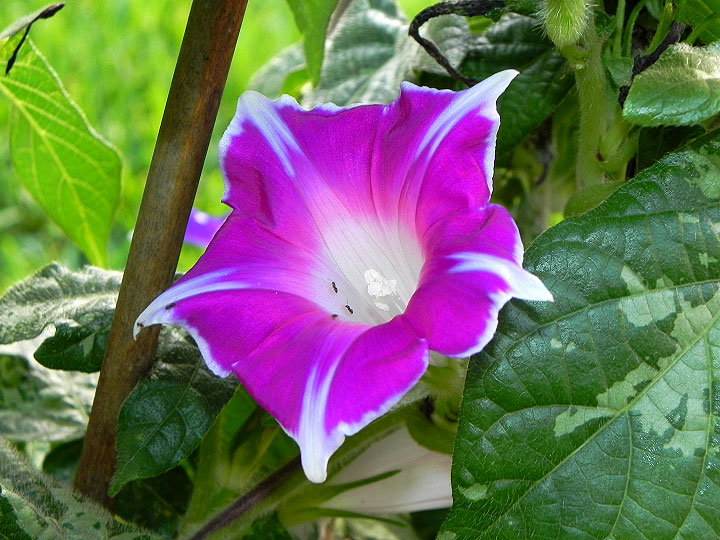 DSCN5718