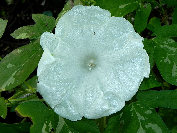 DSCN5841