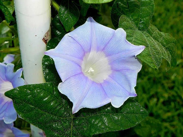 DSCN5865