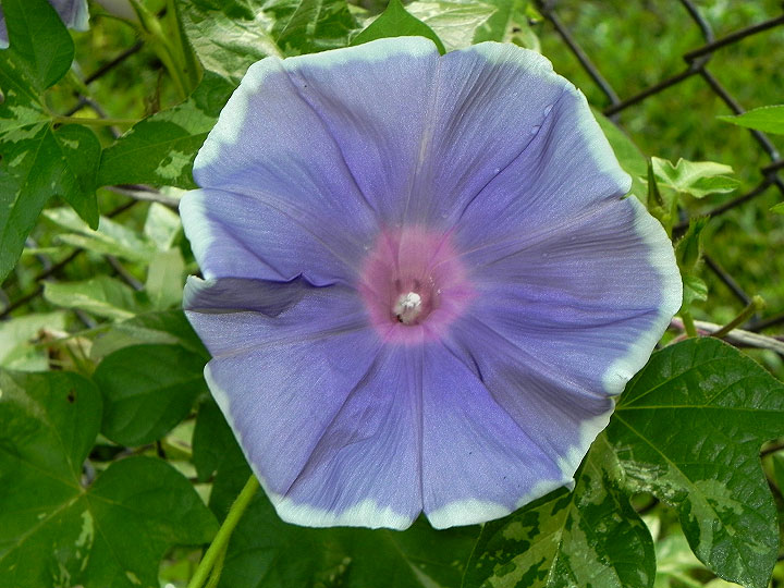 DSCN5976