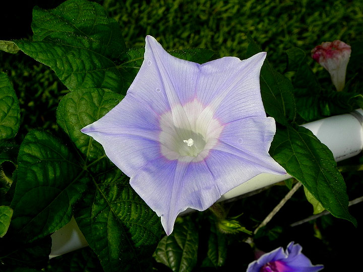 DSCN6261