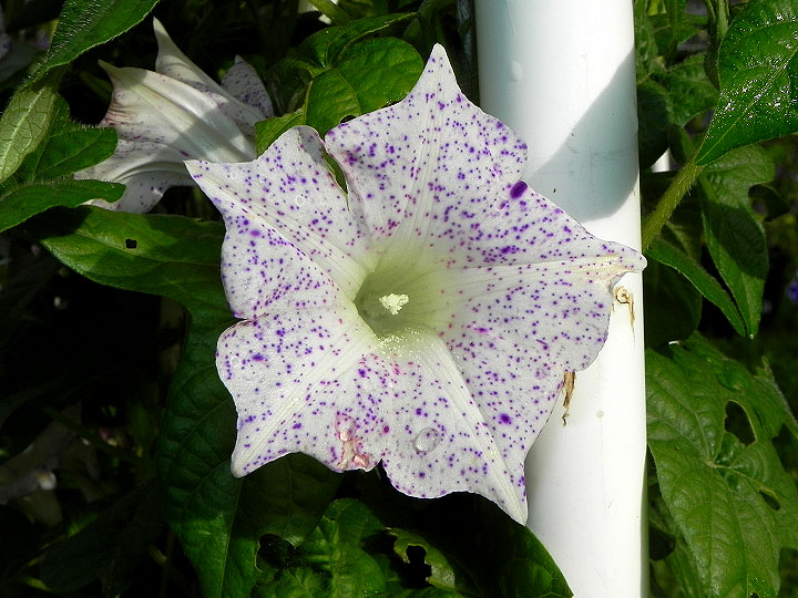 DSCN6283