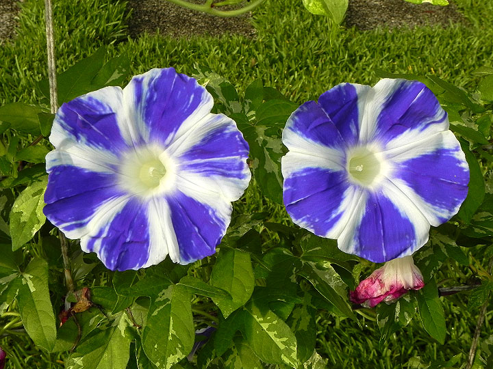 DSCN6308