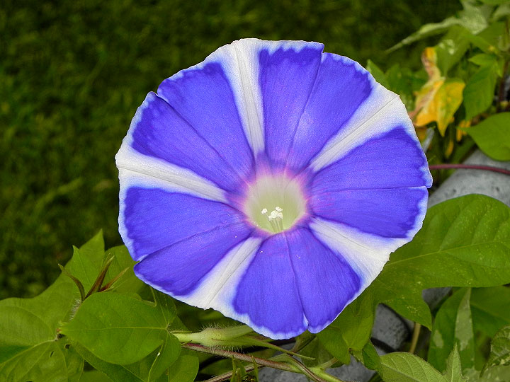 DSCN6488