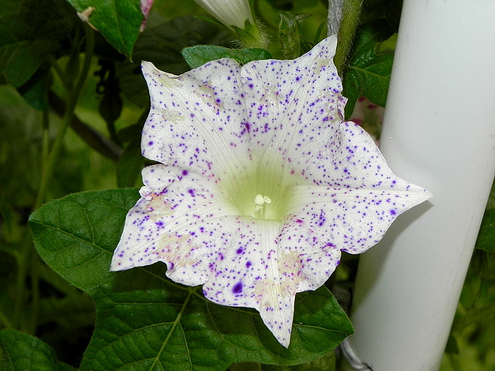 DSCN6517