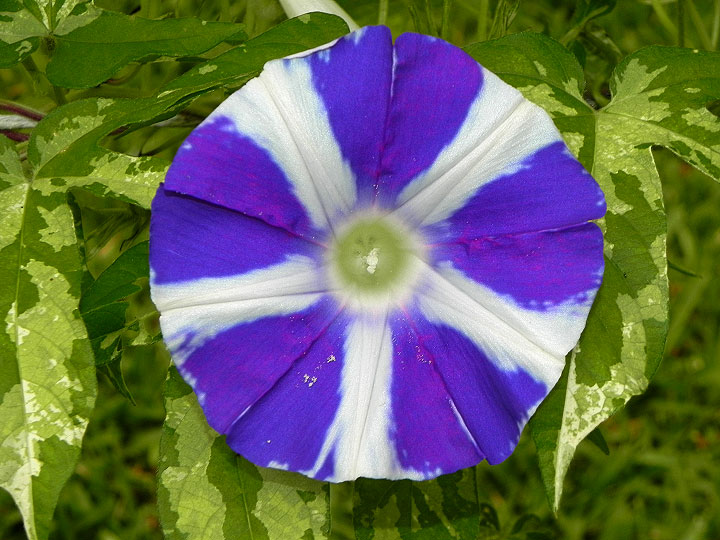 DSCN6547
