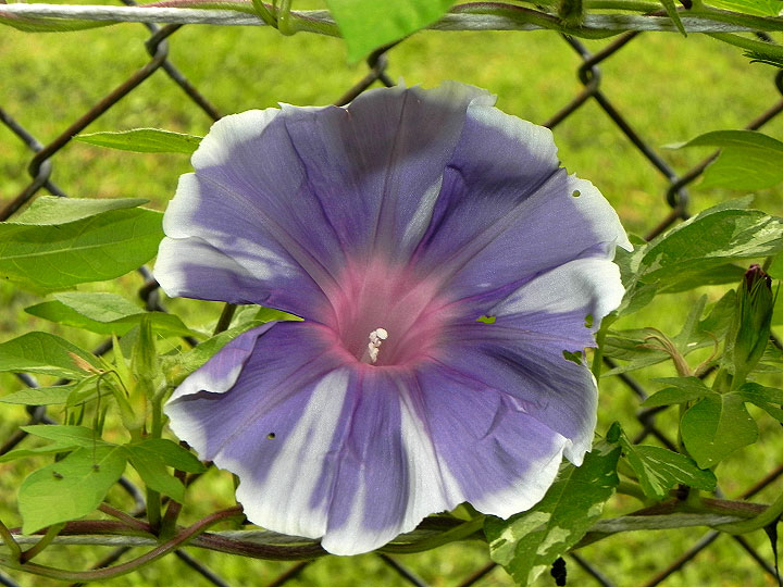 DSCN6667