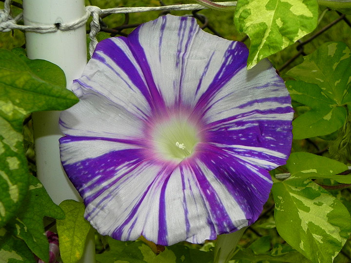 DSCN6670
