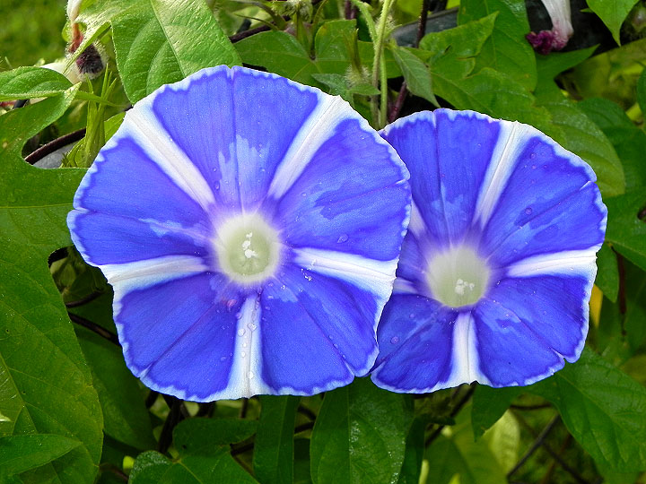 DSCN6723
