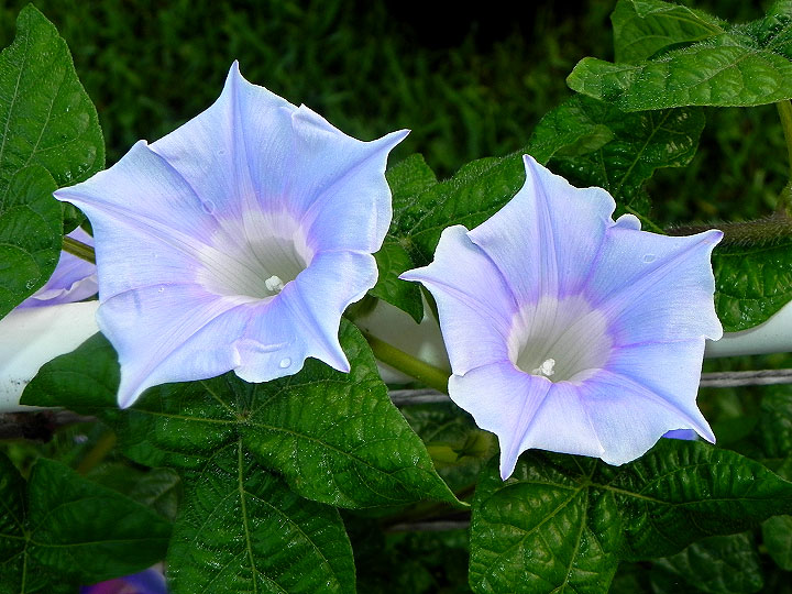 DSCN6731_01