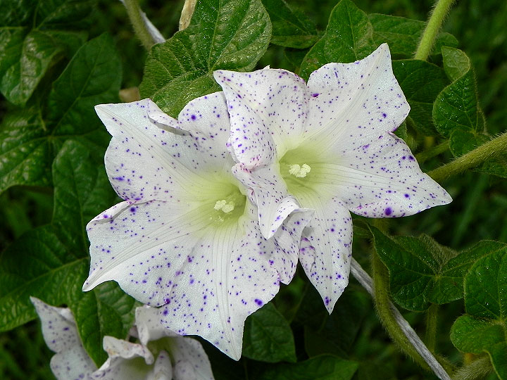 DSCN6976