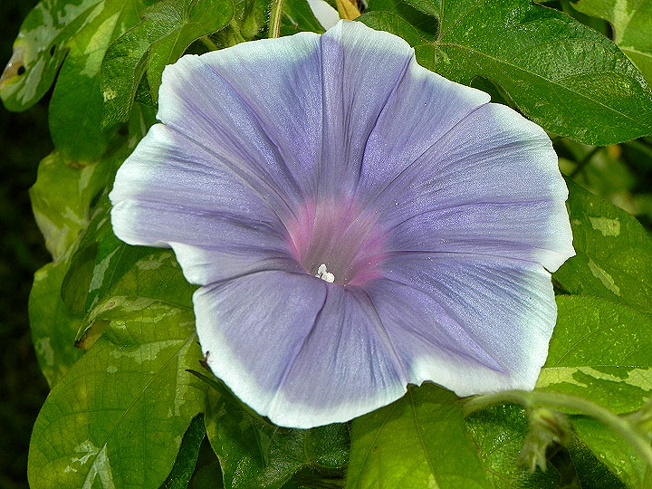 DSCN7544