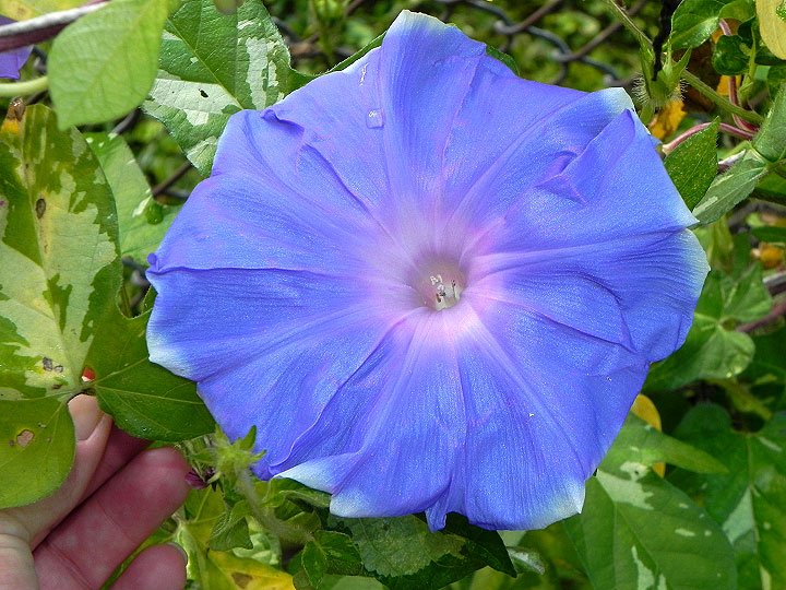 DSCN7545