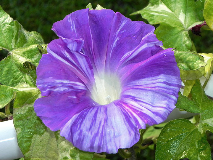 DSCN7547