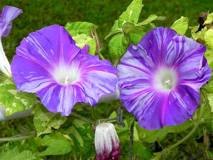 DSCN7956