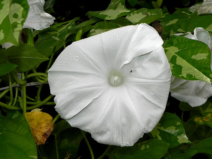 DSCN7963