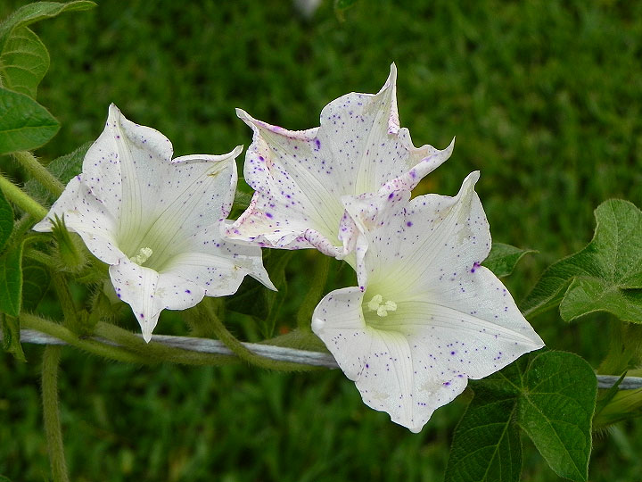 DSCN8066