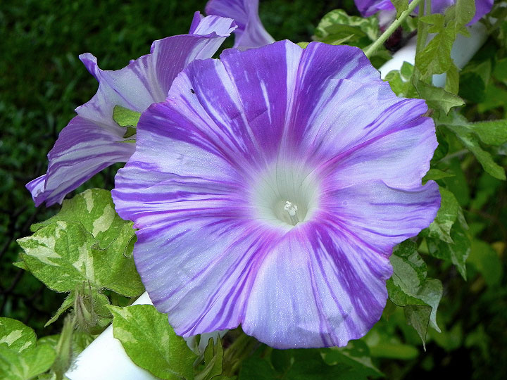 DSCN8501