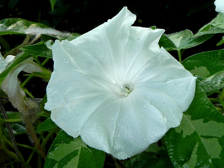 DSCN8512