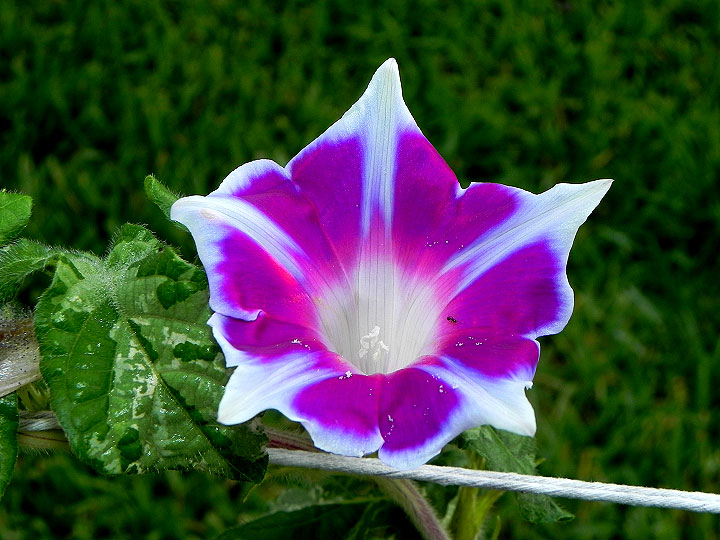 DSCN8595