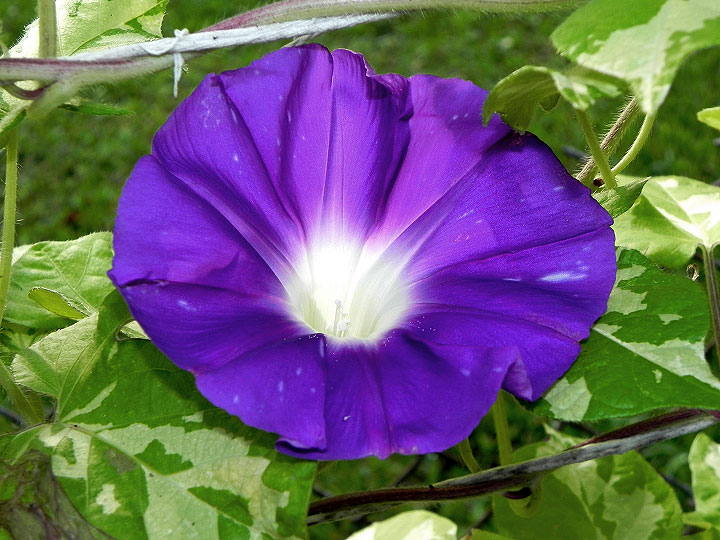 DSCN8986