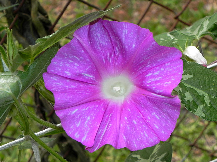 DSCN9354