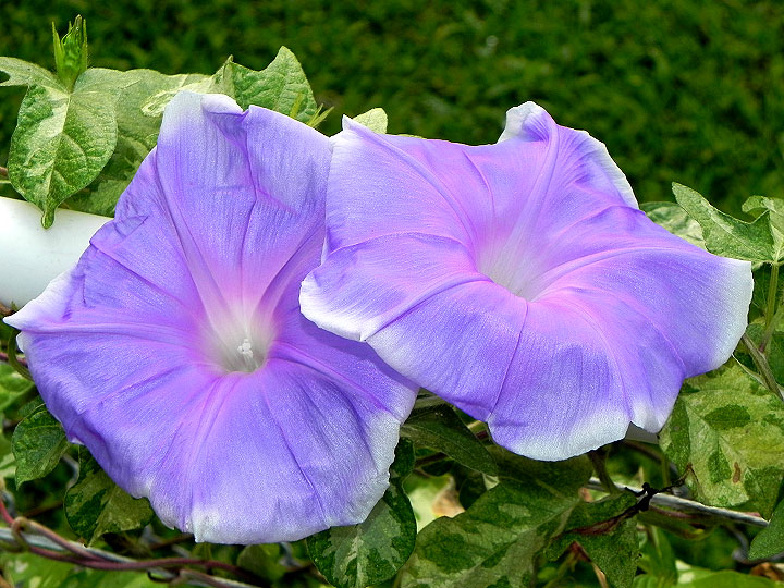 DSCN9504