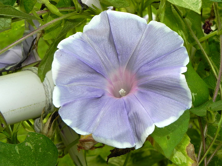 DSCN9665
