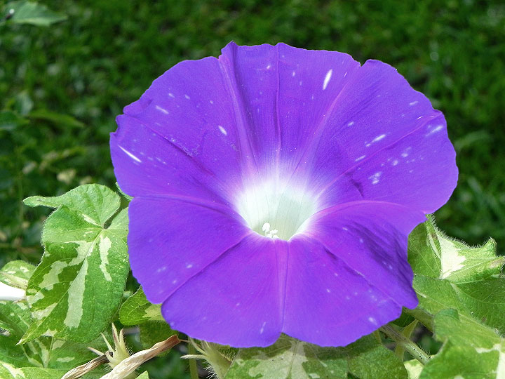 DSCN9667