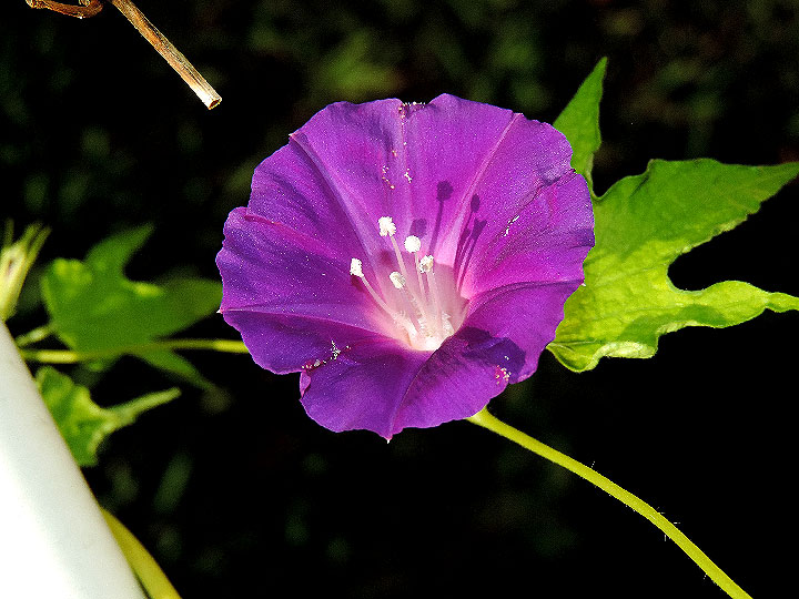 1DSCN7161_01
