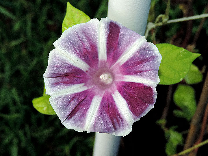1DSCN7786