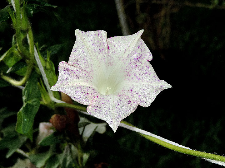 1SCN7238_01