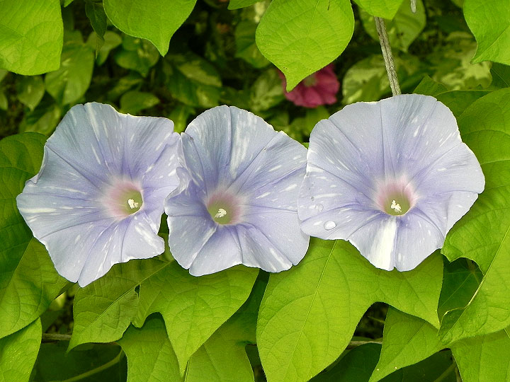 2DSCN5095_01