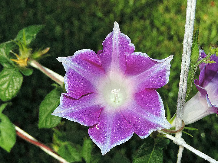 2DSCN8051