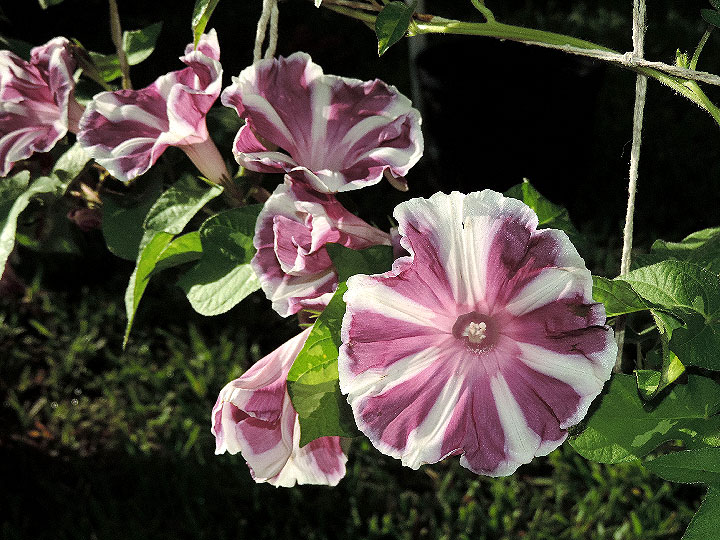 3DSCN3163