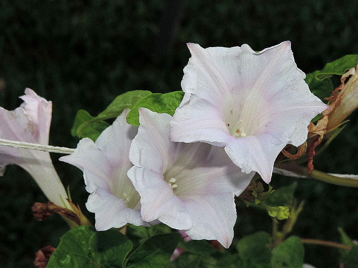3DSCN3919